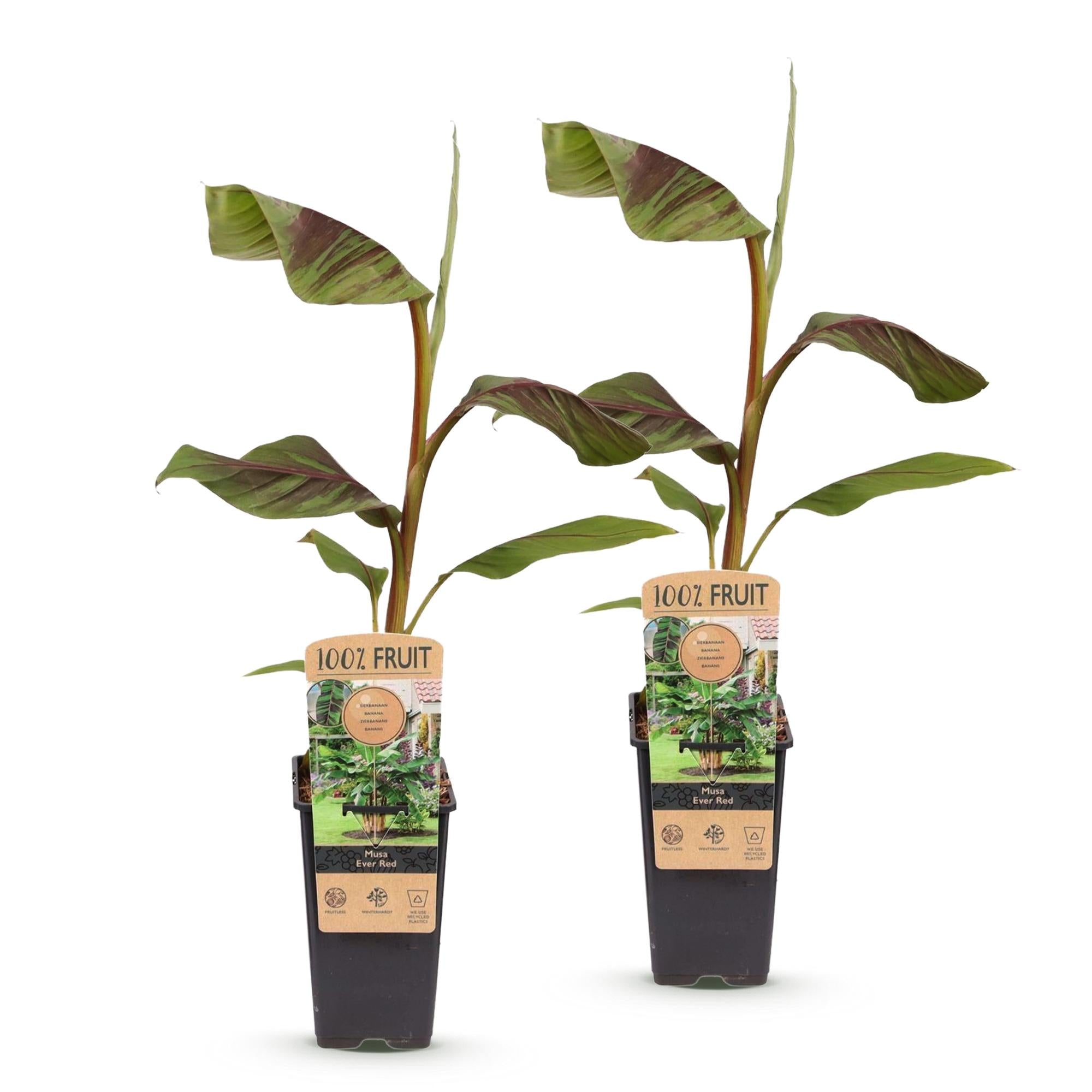 Fruitplant - Musa Ever Red - Bananenboom - Winterhard - Groen-Rood - 2 Planten - Pot 15cm - Hoogte 50cm