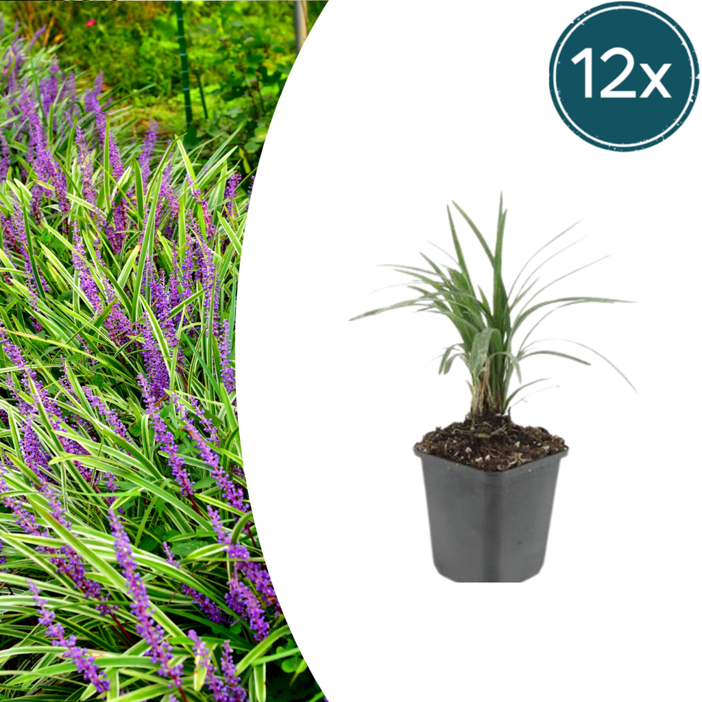 12x Liriope muscari 'Moneymaker' - ↕10-25cm - Ø9cm