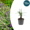 12x Liriope muscari 'Moneymaker' - ↕10-25cm - Ø9cm