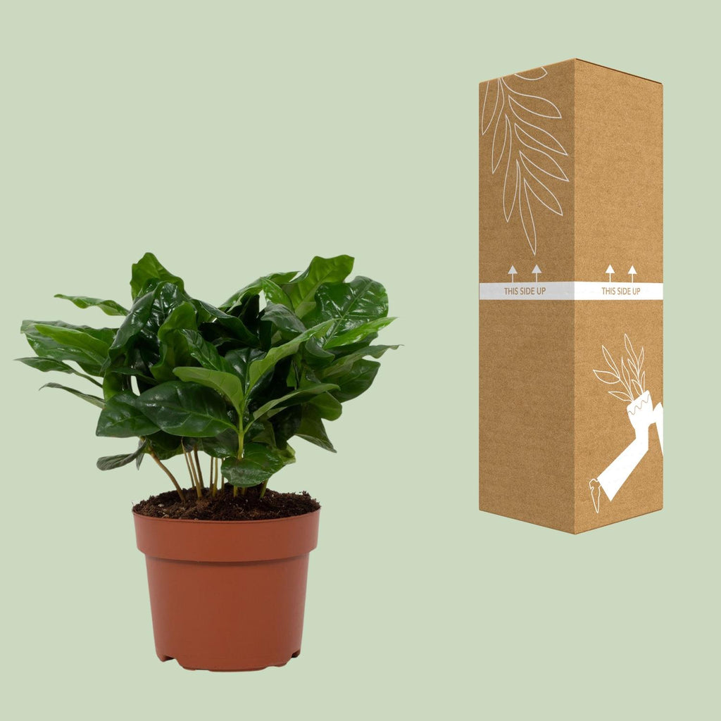 Coffea Arabica 12cm - Ø12cm - ↕22cm