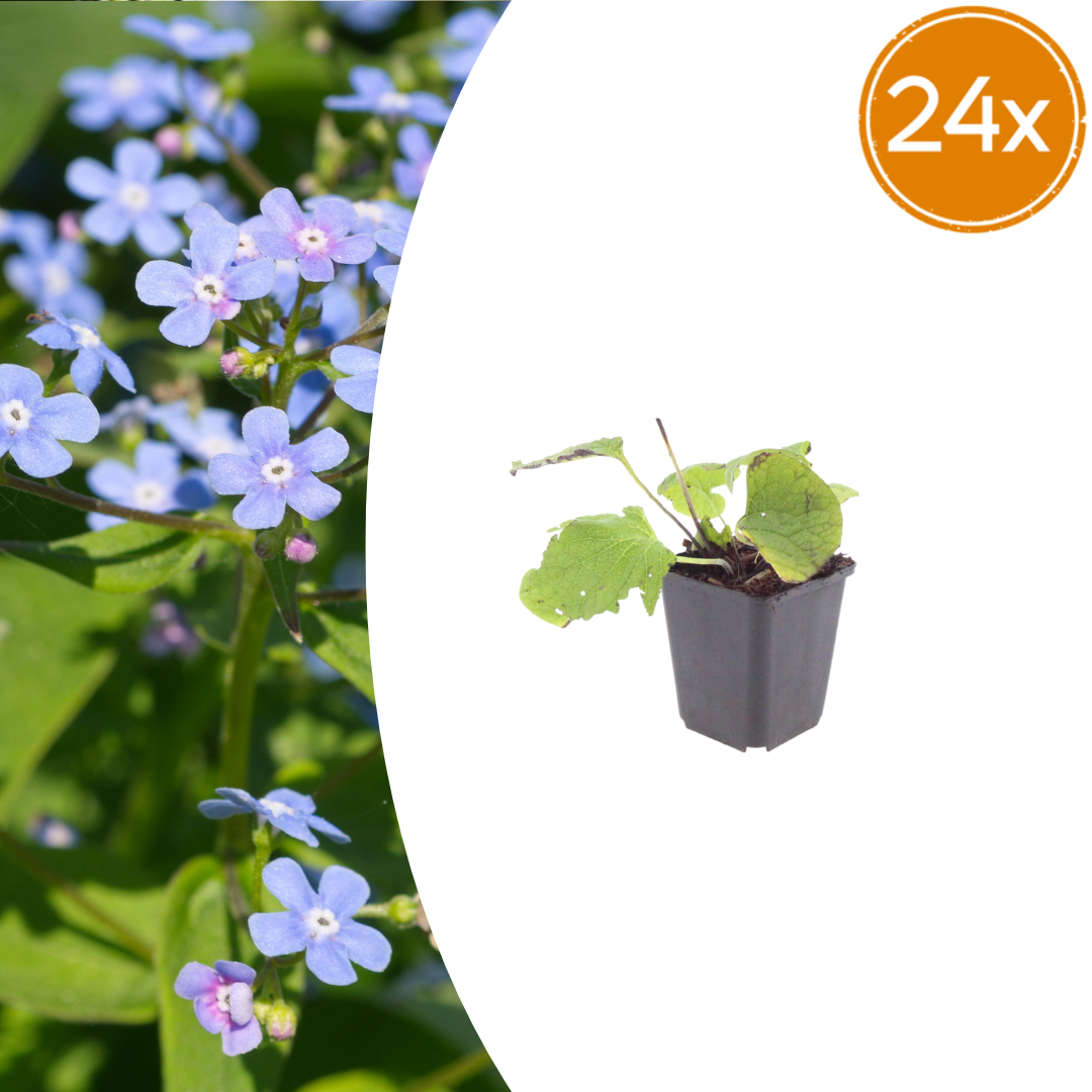 24x Brunnera macrophylla - ↕10-25cm - Ø9cm