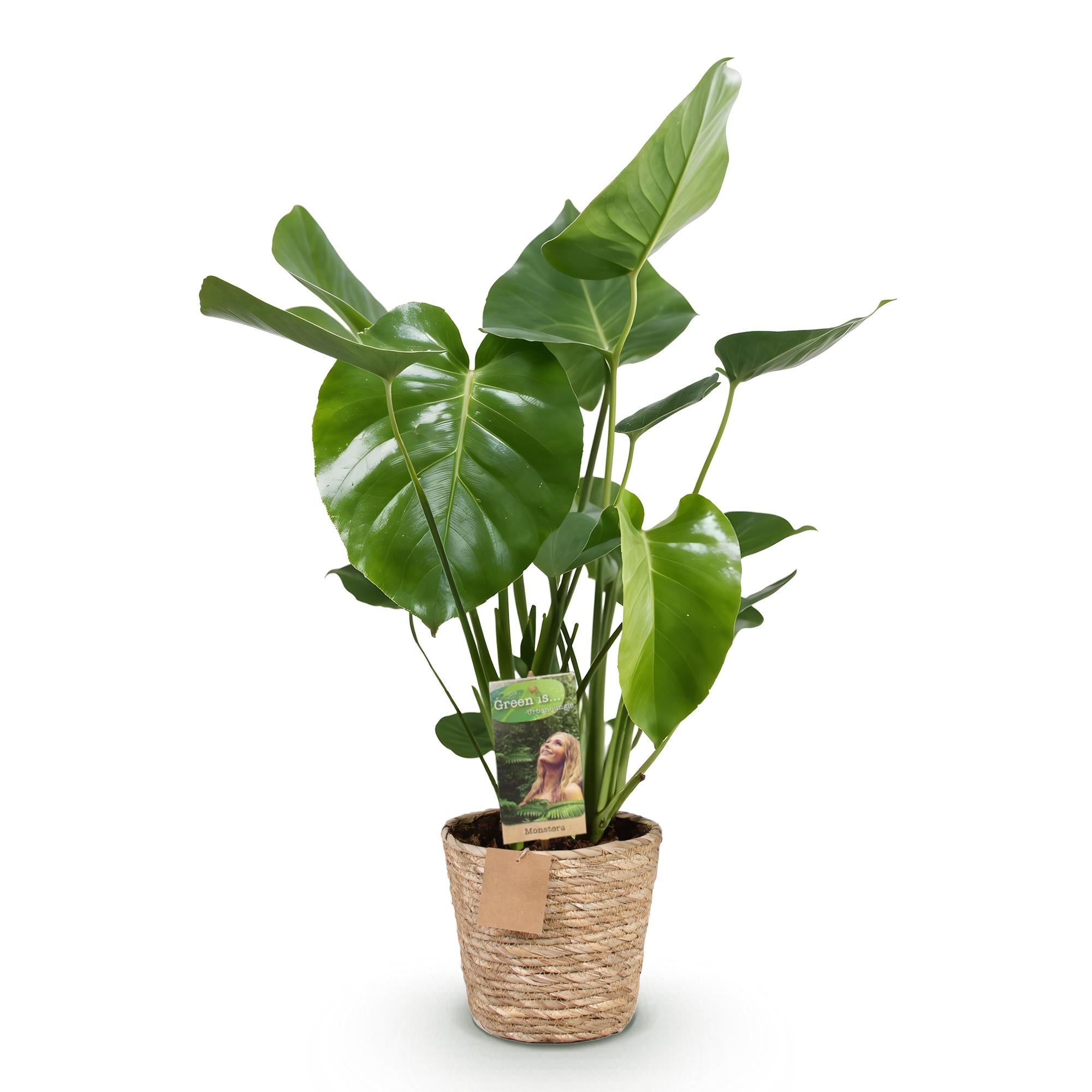 Green is... Kamerplanten - Monstera Deliciosa - Gatenplant - Weinig onderhoud - met mand - Groen - 1 Plant - Pot 21cm - Hoogte 70-80cm