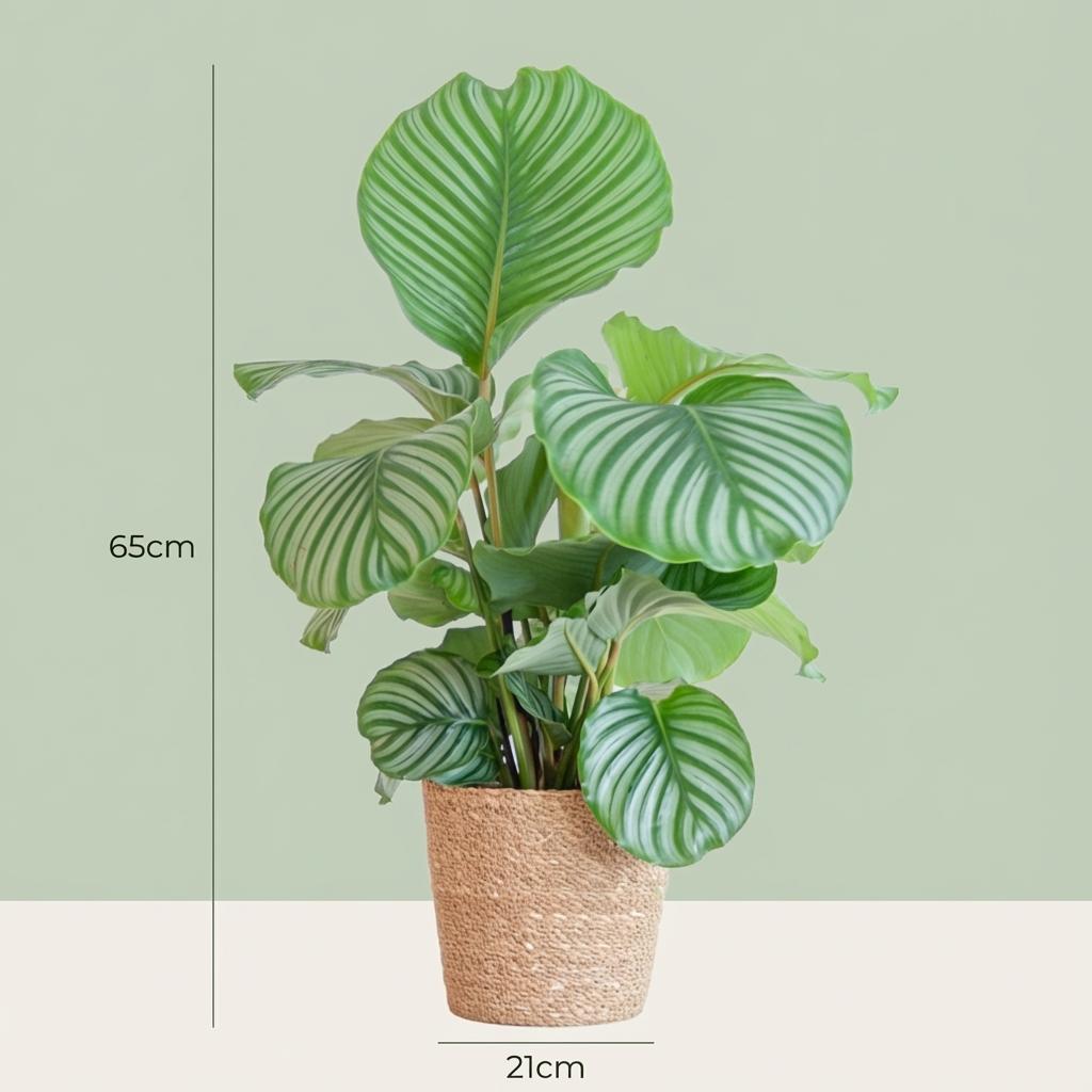 Calathea Orbifolia met Zeegras mand naturel - 65cm - Ø21