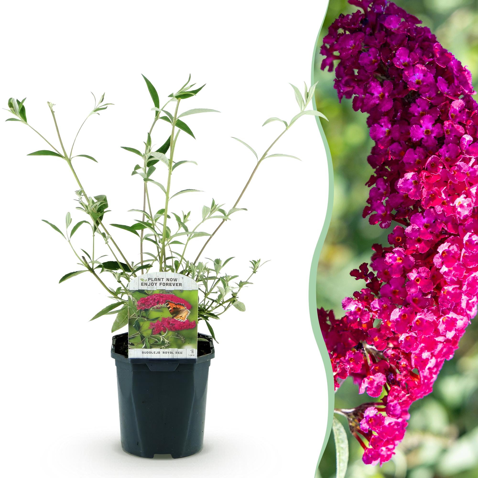 Tuinplant - Buddleja davidii Royal Red - Vlinderstruik - Winterhard - Rood - 1 Plant - Pot 17cm - Hoogte 45cm