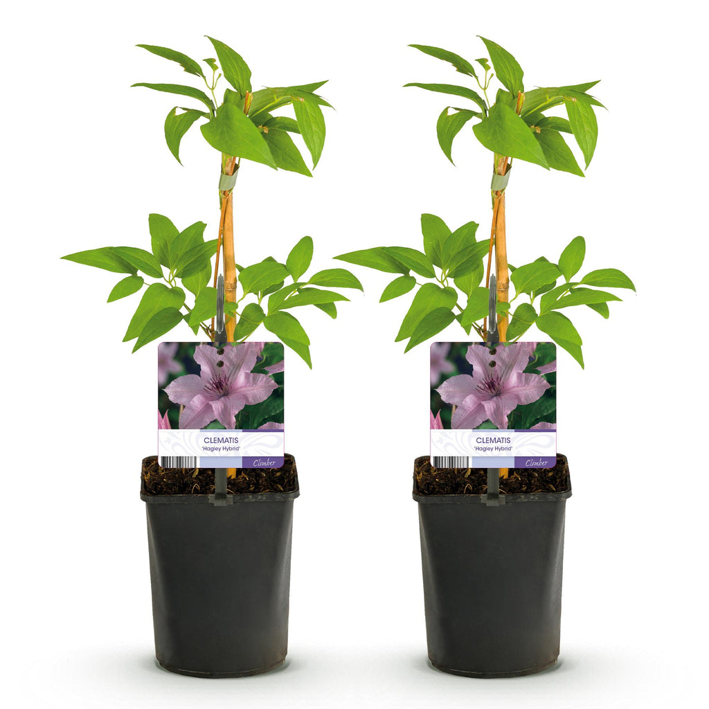 Klimplant - Clematis Hagley Hybrid - Bloem Roze - Weinig onderhoud -2 planten -  Pot 11cm Hoogte 40cm