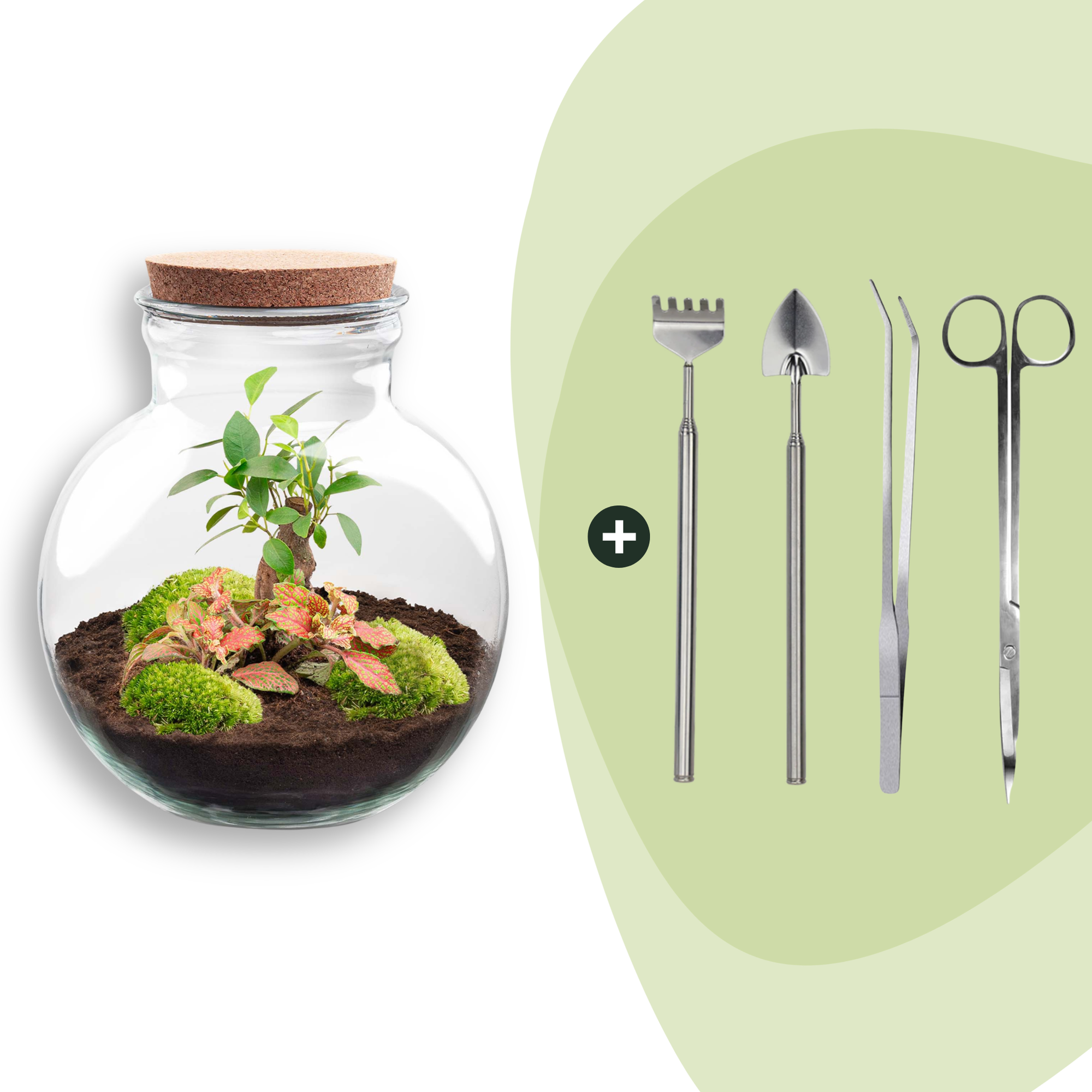 DIY Planten terrarium (met licht) - Teddy Bonsai - Ø 25 cm ↑ 26,5 cm - Rake + Shovel + Tweezer + Scissors