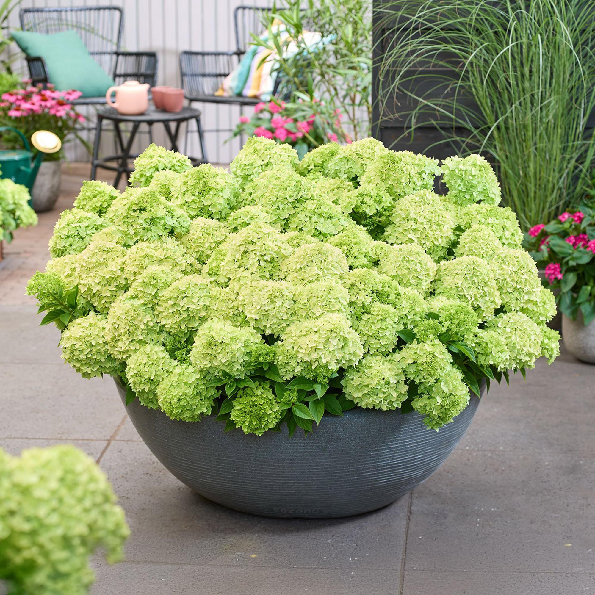 Tuinplant - Hydrangea panniculata Groundbreaker Greeny - Pluimhortensia - Winterhard - Creme - 1 Plant - Pot 14cm -Hoogte 20-25cm