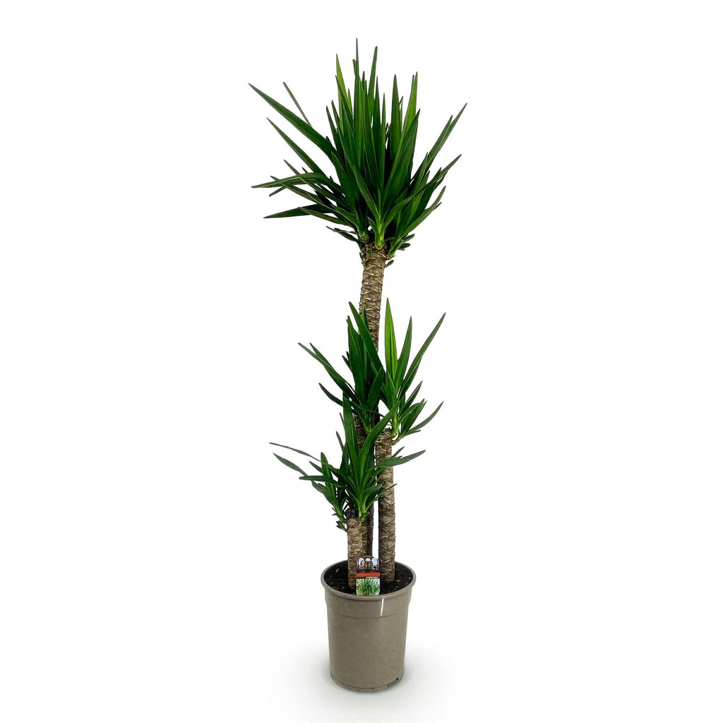 Kamerplant - Yucca elephantipes - Yucca - Weinig onderhoud - Groen - 1 - Pot 27cm - Hoogte 170cm