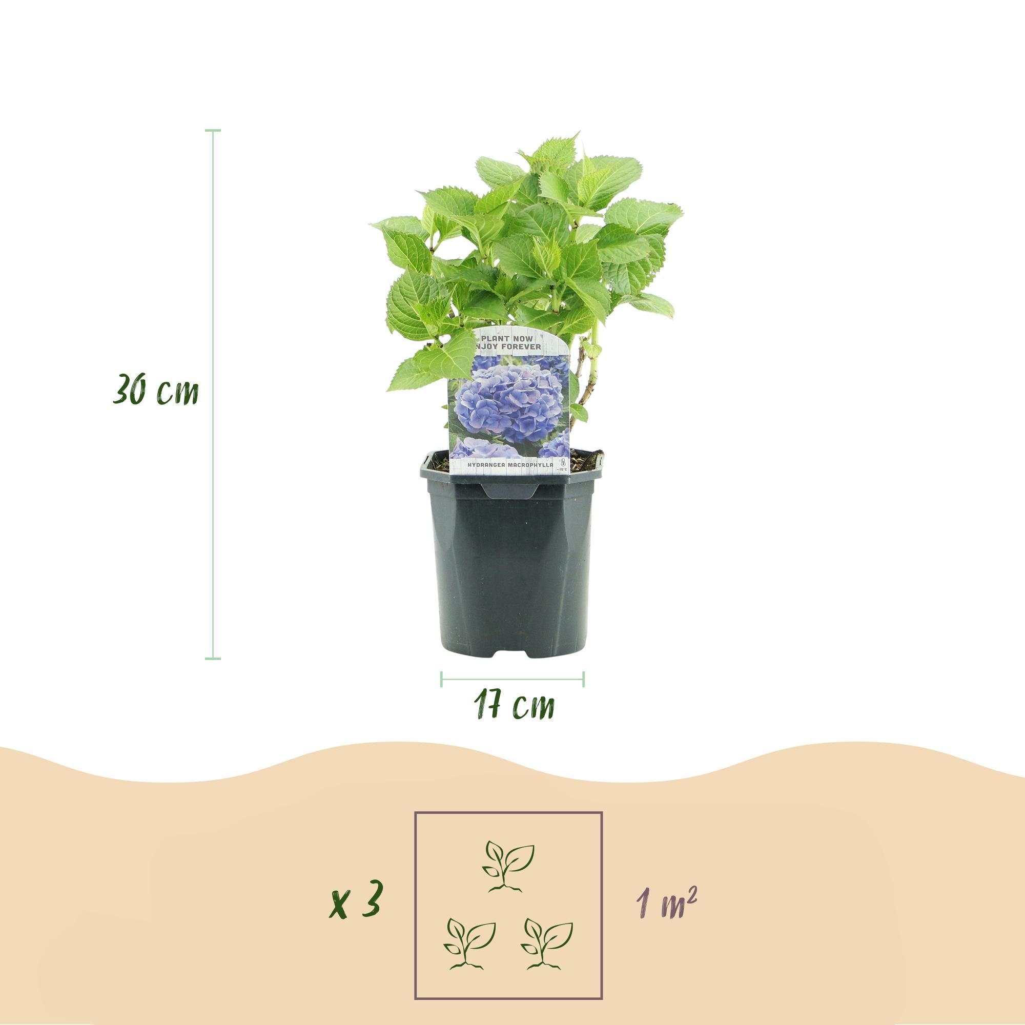 Hortensia - Hydrangea macrophylla Blauw - Bloem Blauw - 3 Planten - 1m2 - Bladverliezend - Weinig Onderhoud - Pot 17cm Hoogte 30cm