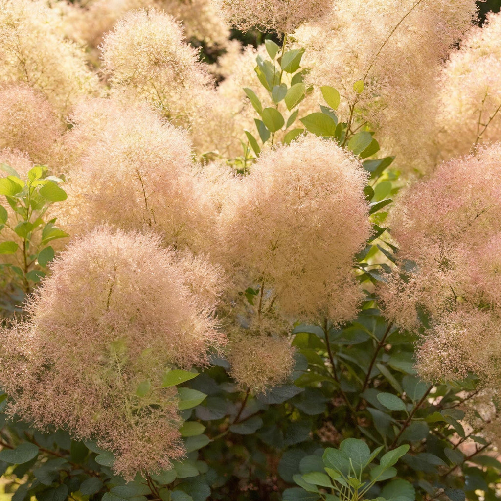 Tuinplant - Cotinus coggyria Young Lady - Groen 3 Planten - Bladverliezend - Weinig Onderhoud - Pot 12cm Hoogte 35cm