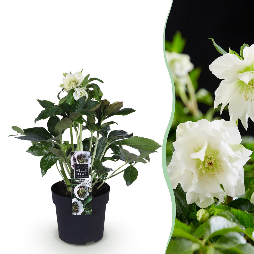 Tuinplant - Lenten Rose - Helleborus orientalis Double Ellen White - Witte Bloem -1 Plant - Groenblijvend - Pot 14cm Hoogte 35cm