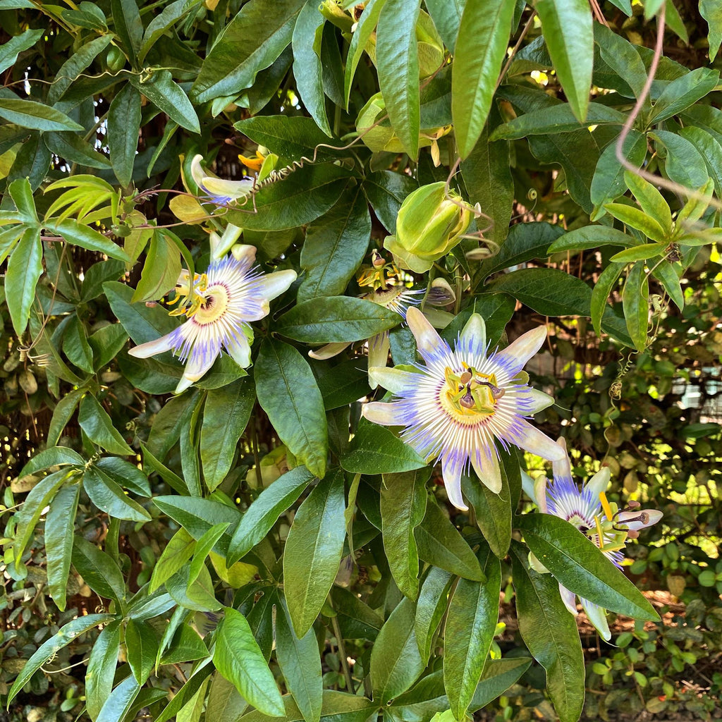 Passiebloem - Passiflora caerulea  - Bloem Blauw met Groen Wit - Weinig onderhoud - 2 planten - Pot 11cm Hoogte 40cm
