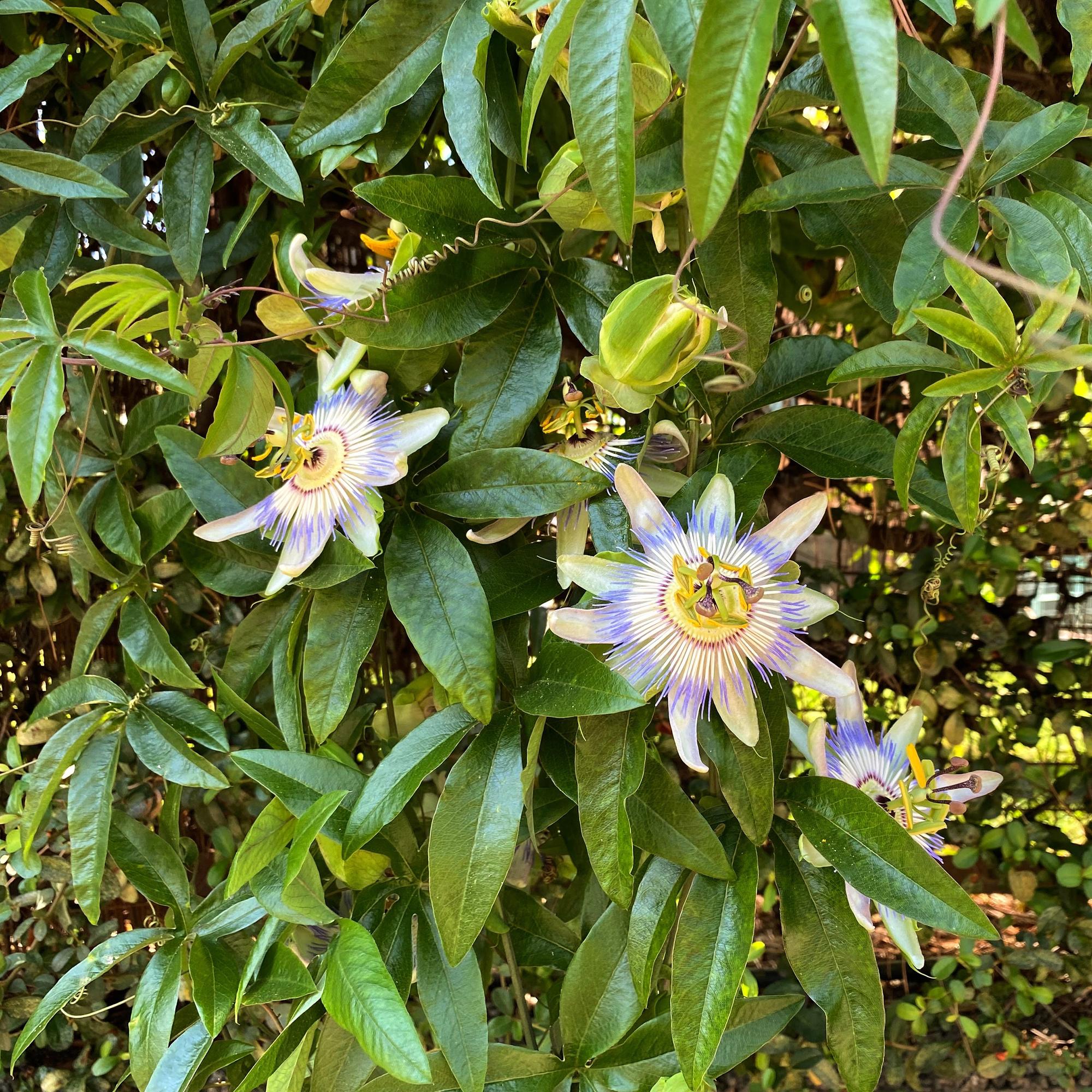 Passiebloem - Passiflora caerulea  - Bloem Blauw met Groen Wit - Weinig onderhoud - 2 planten - Pot 11cm Hoogte 40cm