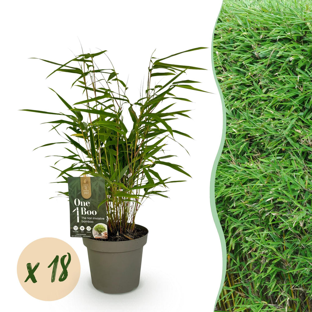 Bamboe - Fargesia Rufa - Bladhoudend - Niet Woekerend - Groen - 18 Planten - Pot 14cm - Hoogte 35cm