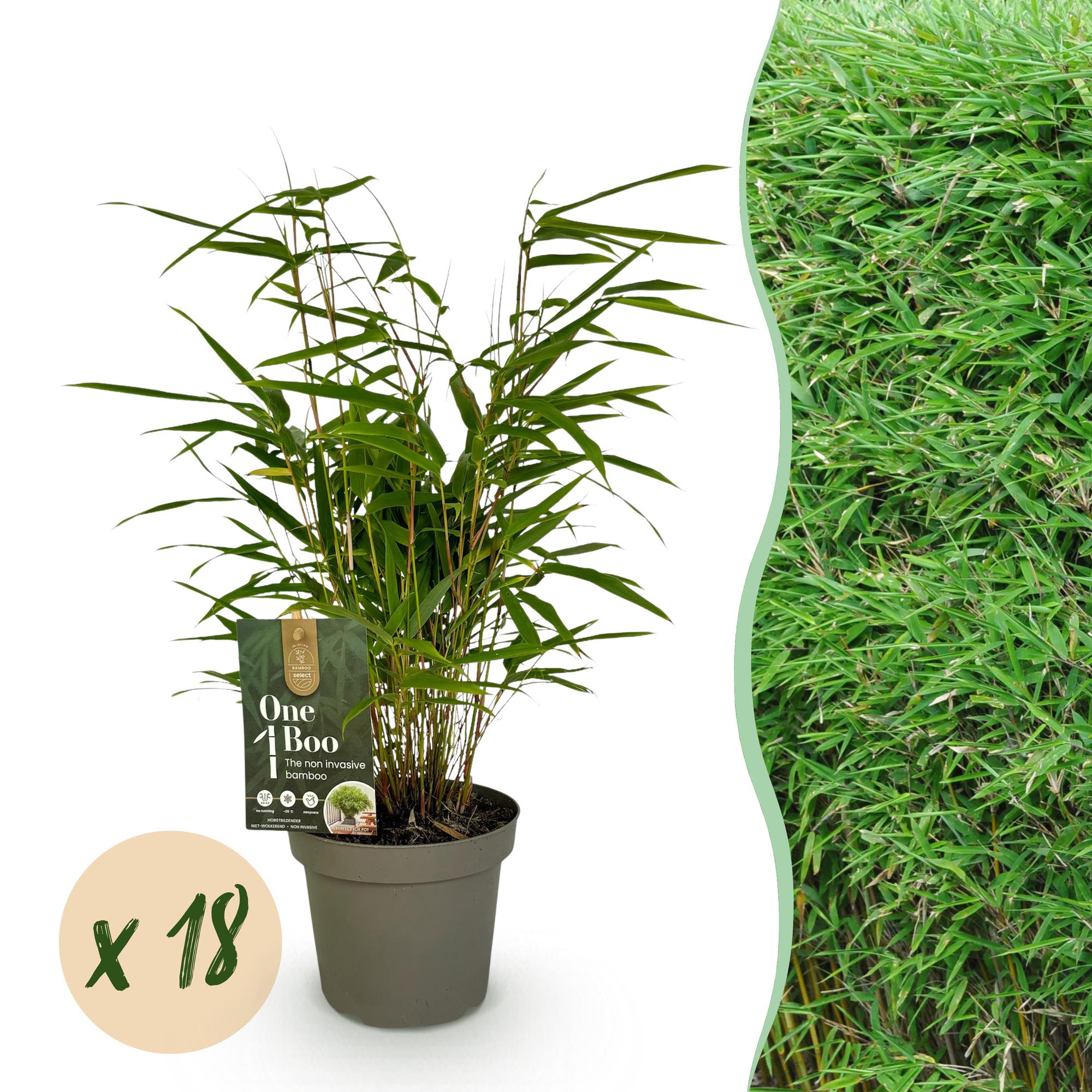 Bamboe - Fargesia Rufa - Bladhoudend - Niet Woekerend - Groen - 18 Planten - Pot 14cm - Hoogte 35cm