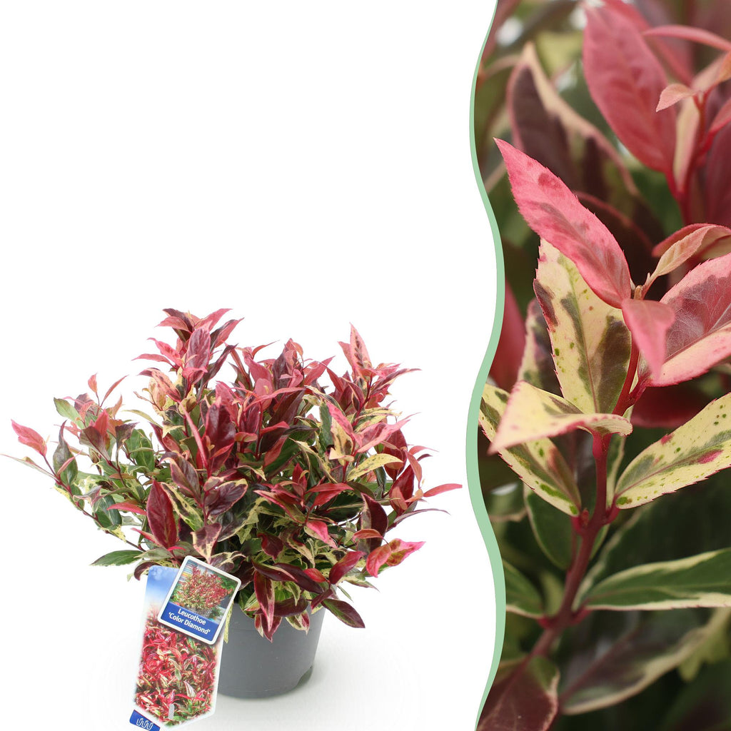 Tuinplant - Leucothoe Colour Diamond - Bont - 1 Plant - Groenblijvend - Weinig Onderhoud - Pot 17cm Hoogte 45cm