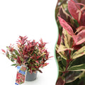 Tuinplant - Leucothoe Colour Diamond - Bont - 1 Plant - Groenblijvend - Weinig Onderhoud - Pot 17cm Hoogte 45cm