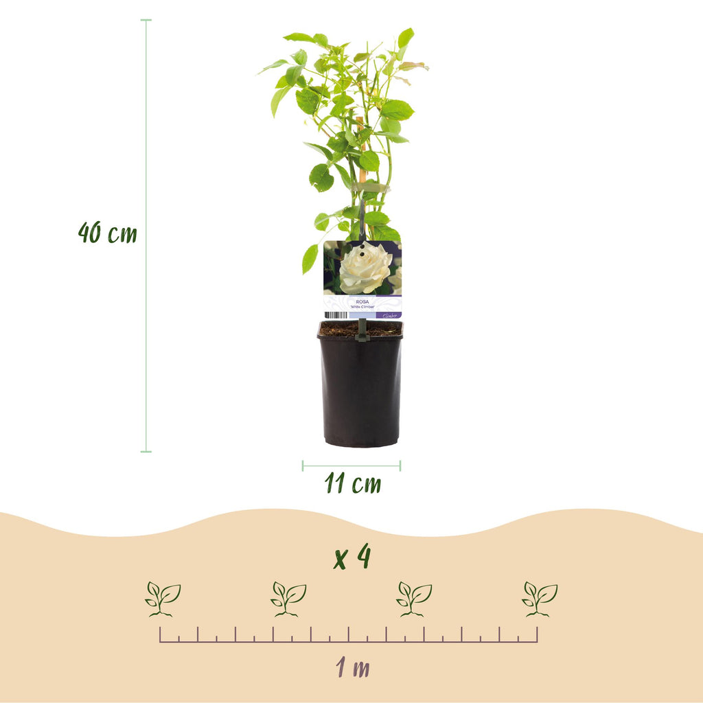 Klimroos - Rosa White Climber - Bloem Wit - Weinig onderhoud - 2 planten - Pot 11cm Hoogte 40cm