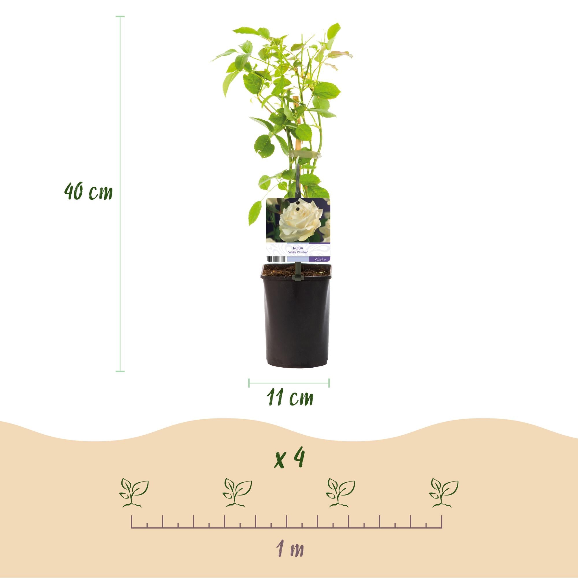 Klimroos - Rosa White Climber - Bloem Wit - Weinig onderhoud - 2 planten - Pot 11cm Hoogte 40cm