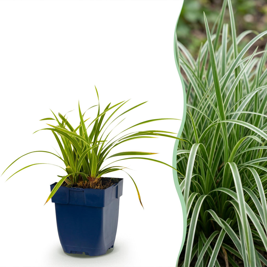 Grassen - Carex morrowii Ice Dance - Japanse Zegge - Groenblijvend - Creme-Groen - 12 Planten - Pot 11cm - Hoogte 15-25cm