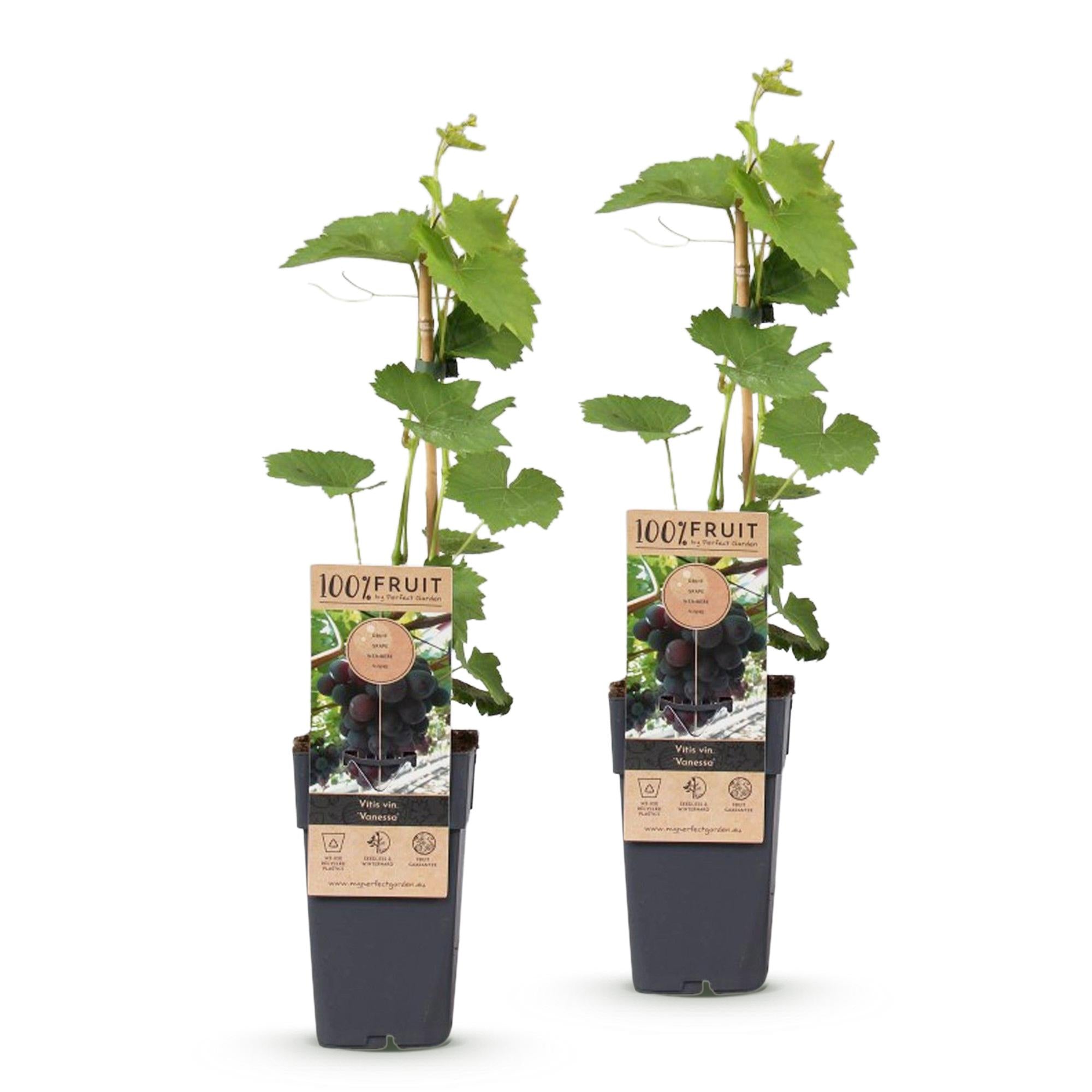 Fruitplant - Vitis vinifera Vanessa - Druivenplant - Pitarm - Blauwe Druif - 2 Planten - Pot 15cm - Hoogte 50cm