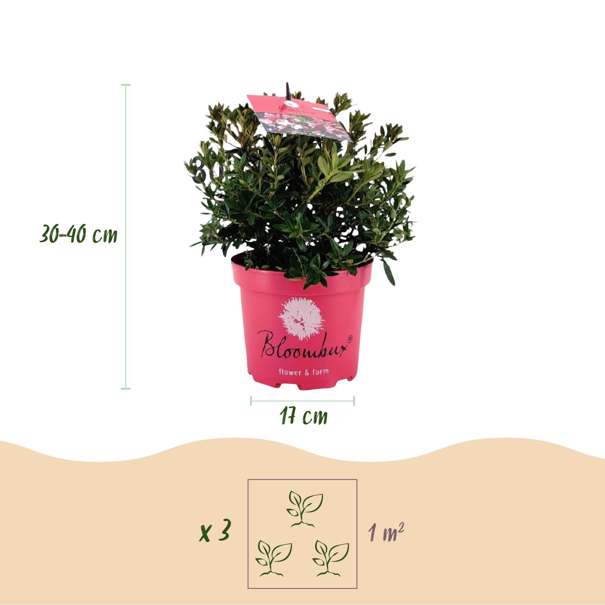 Dwerg Rhododendron - Rhododendron Bloombux Magenta - Bloeiende Buxus - Weinig Onderhoud - Roze Bloem - 6 Planten - Pot 17cm - Hoogte 30-40cm