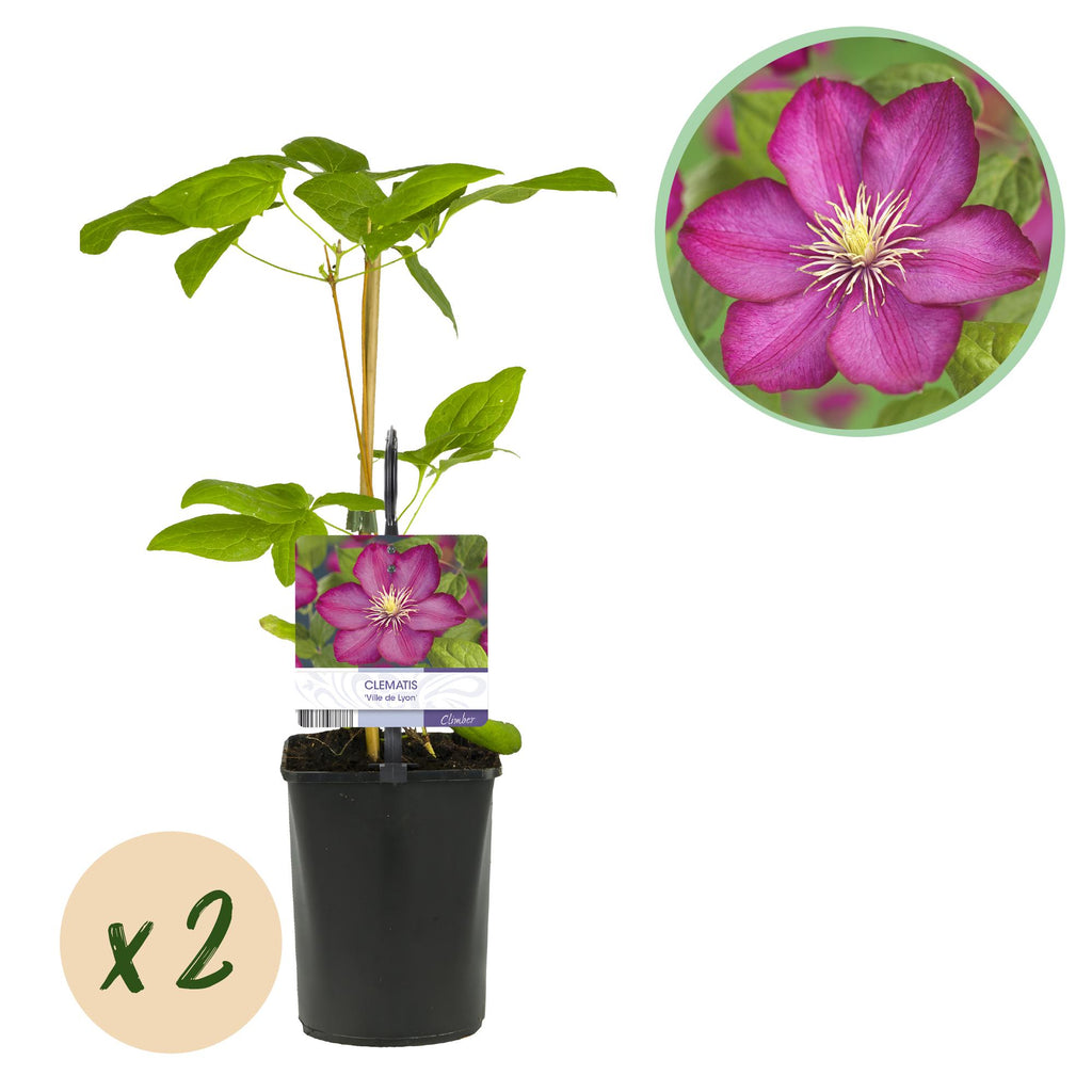 Klimplant - Clematis Ville de Lyon - Bloem Roze - Weinig onderhoud -2 planten -  Pot 11cm Hoogte 40cm