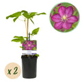 Klimplant - Clematis Ville de Lyon - Bloem Roze - Weinig onderhoud -2 planten -  Pot 11cm Hoogte 40cm