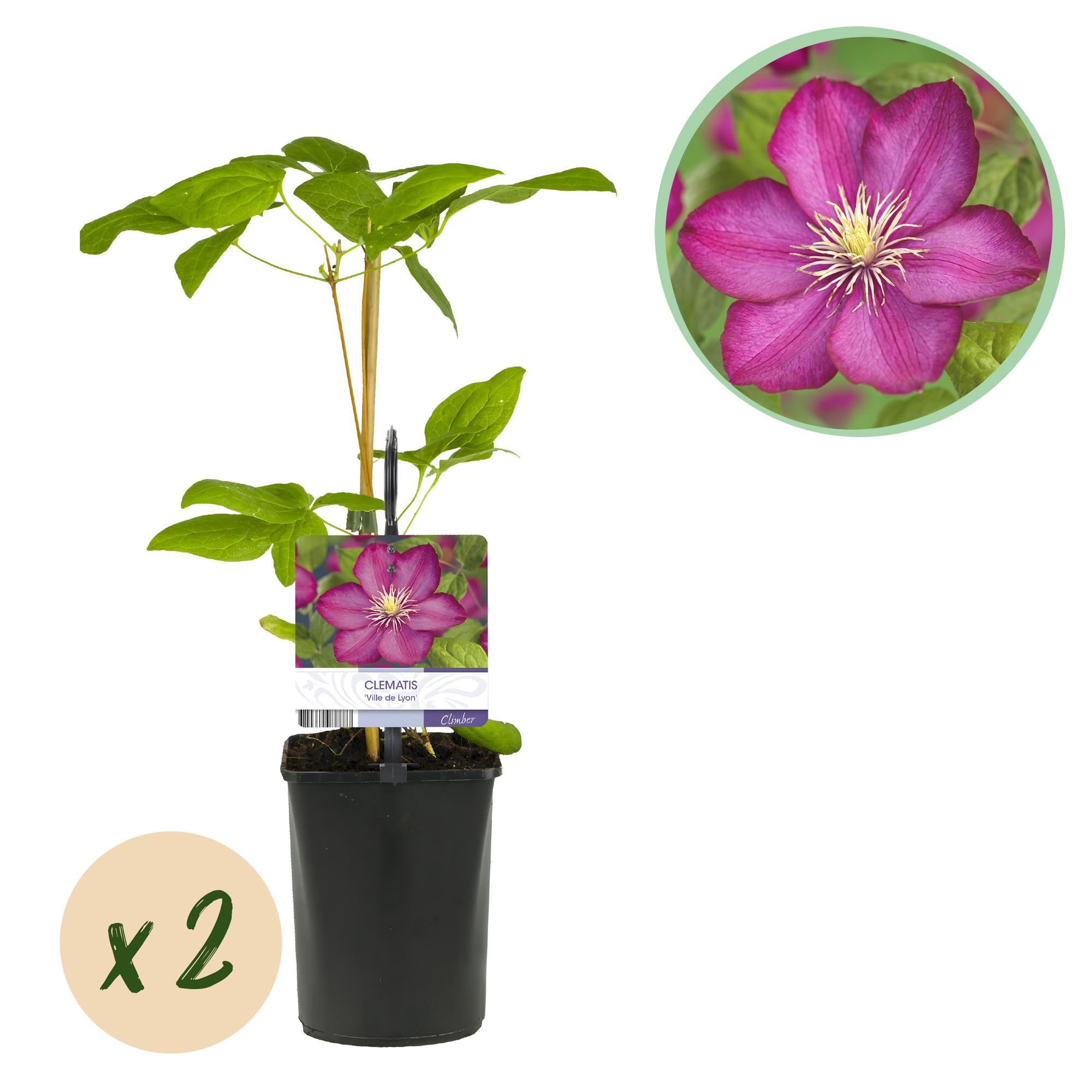 Klimplant - Clematis Ville de Lyon - Bloem Roze - Weinig onderhoud -2 planten -  Pot 11cm Hoogte 40cm
