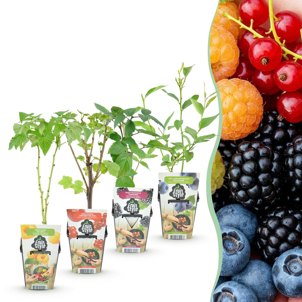 Fruitplanten - Rainbow - Rode Bes - Gele Framboos - Zwarte Braam - Blauwe Bes - Winterhard - 4 Planten - Pot  9cm