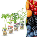 Fruitplanten - Rainbow - Rode Bes - Gele Framboos - Zwarte Braam - Blauwe Bes - Winterhard - 4 Planten - Pot  9cm