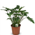 Kamerplant - Philodendron - Philodendron Xanadu - Groen - Weinig onderhoud - 1 Plant - Pot 19cm - Hoogte 60cm