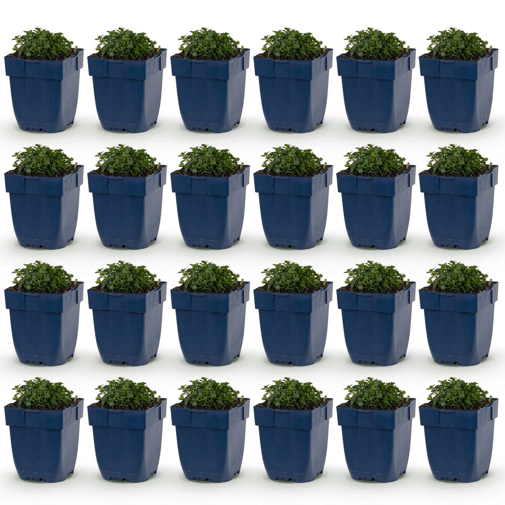 Vasteplant - Campanula portenschlagiana - Perzikbladklokje - Bodembedekkend - Roze - 24 Planten - Pot 11cm - Hoogte 15-25cm