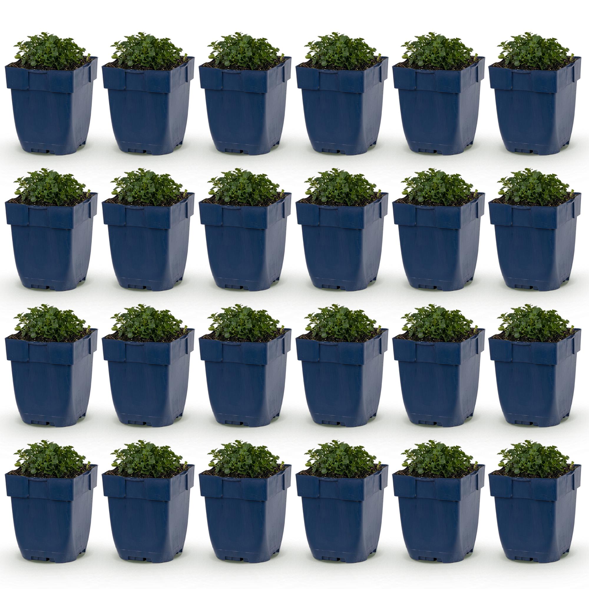 Vasteplant - Campanula portenschlagiana - Perzikbladklokje - Bodembedekkend - Roze - 24 Planten - Pot 11cm - Hoogte 15-25cm