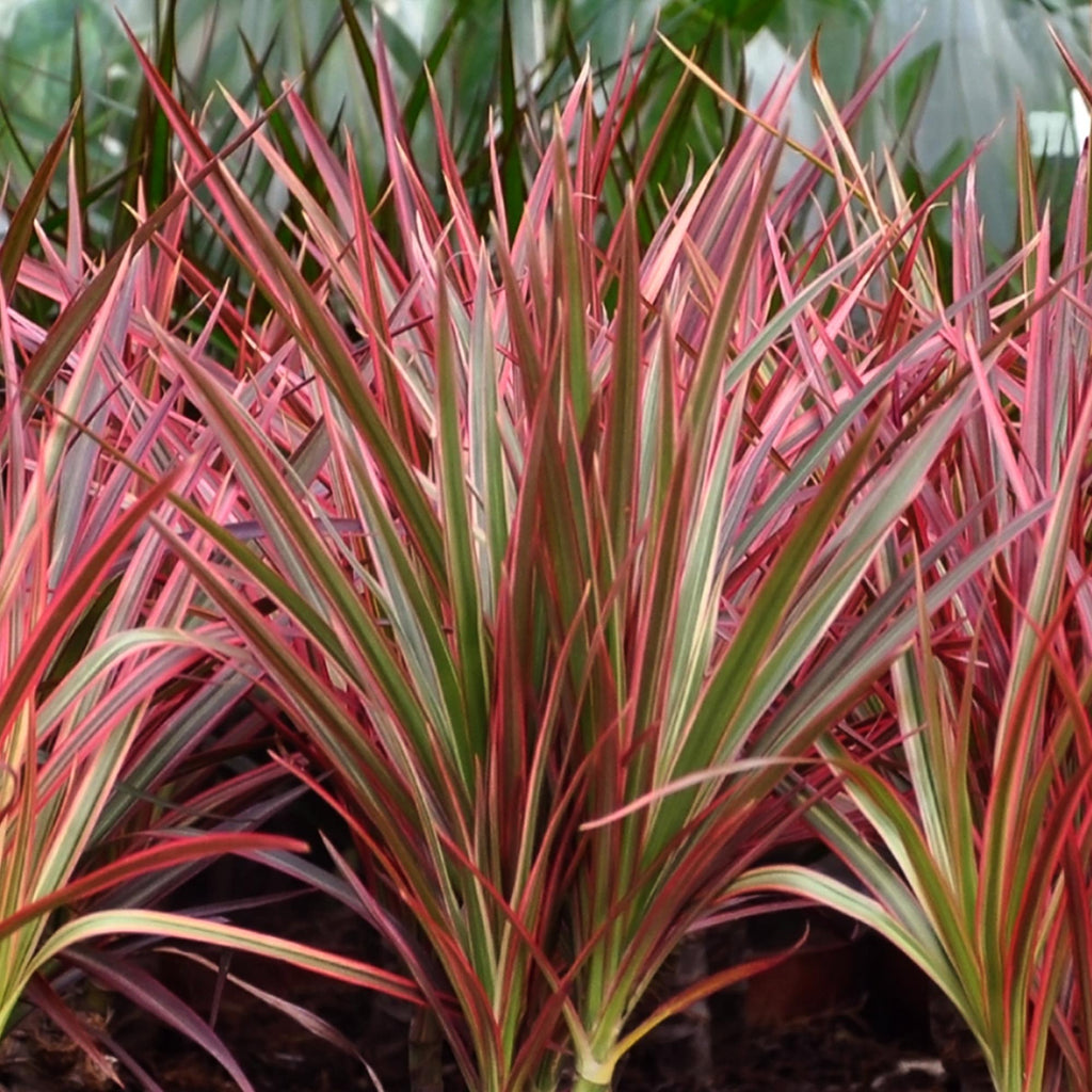 Green is... Kamerplanten - Dracaena Magenta - Drakenbloedboom - Weinig onderhoud - Groen - 1 Plant - Pot 17cm - Hoogte 70-80cm