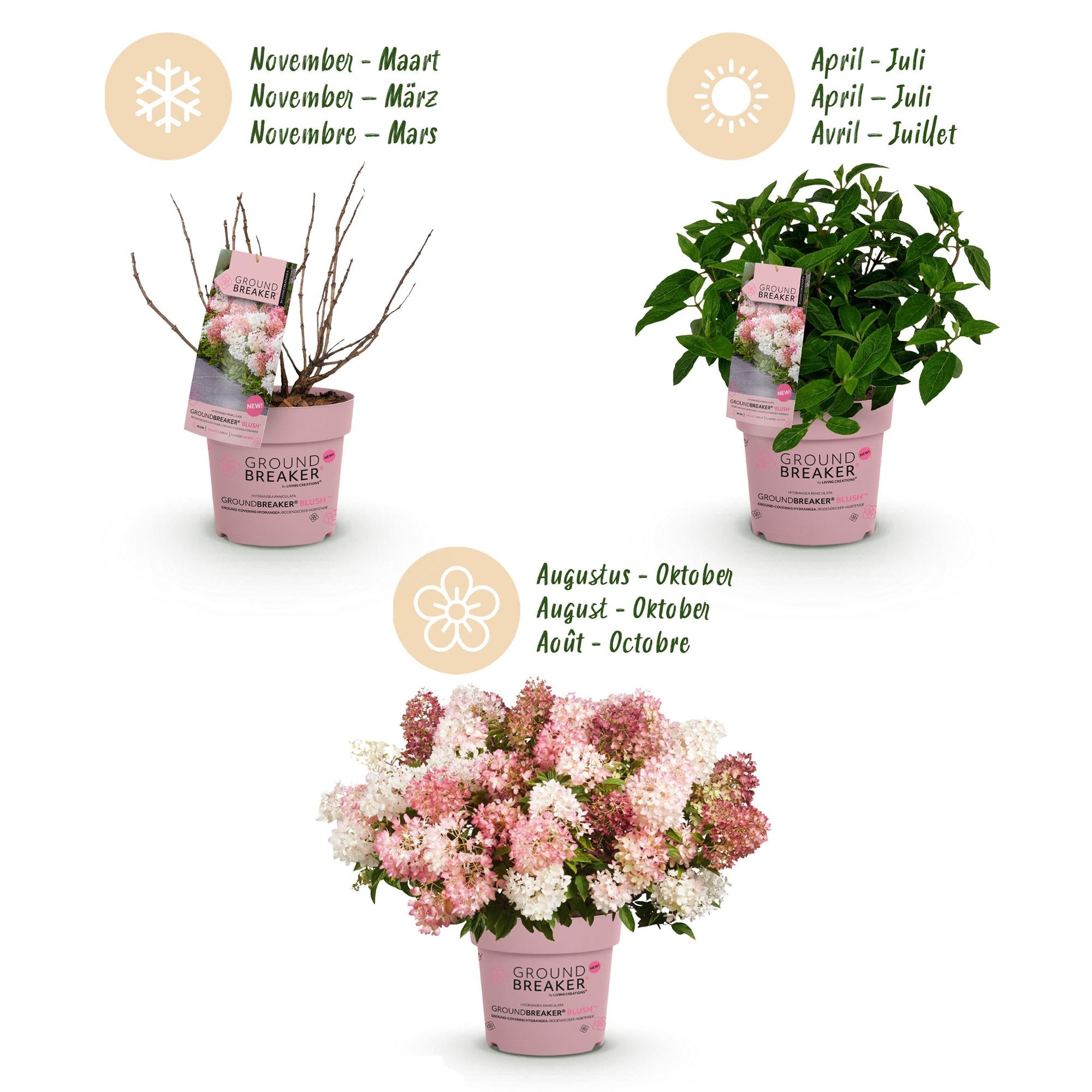 Tuinplant - Hydrangea panniculata Groundbreaker Blush -Greeny - Ruby - Pluimhortensia - Compact - Roze-Groen-Rood - 3 Planten - Pot 14cm - Hoogte 20-25cm