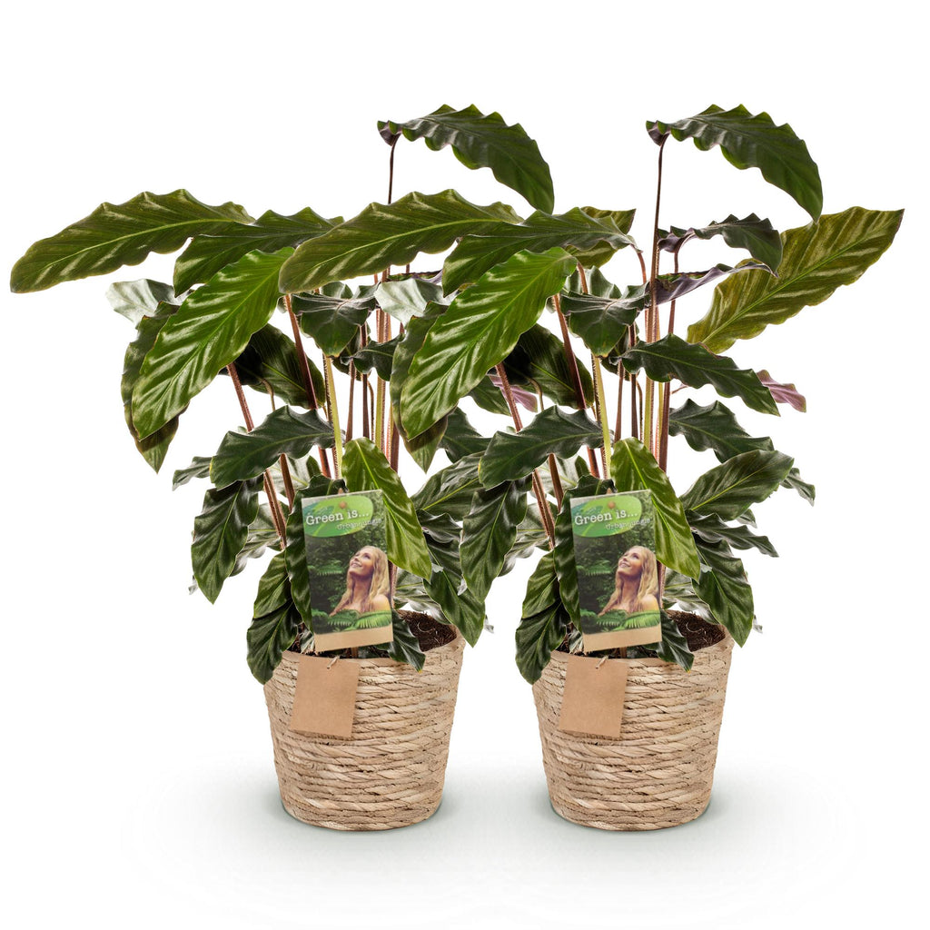 Green is... Kamerplanten - Calathea Rufibarba - Pauwen plant - Weinig onderhoud - met mand - Groen - 2 Planten - Pot 17cm - Hoogte 55-60cm