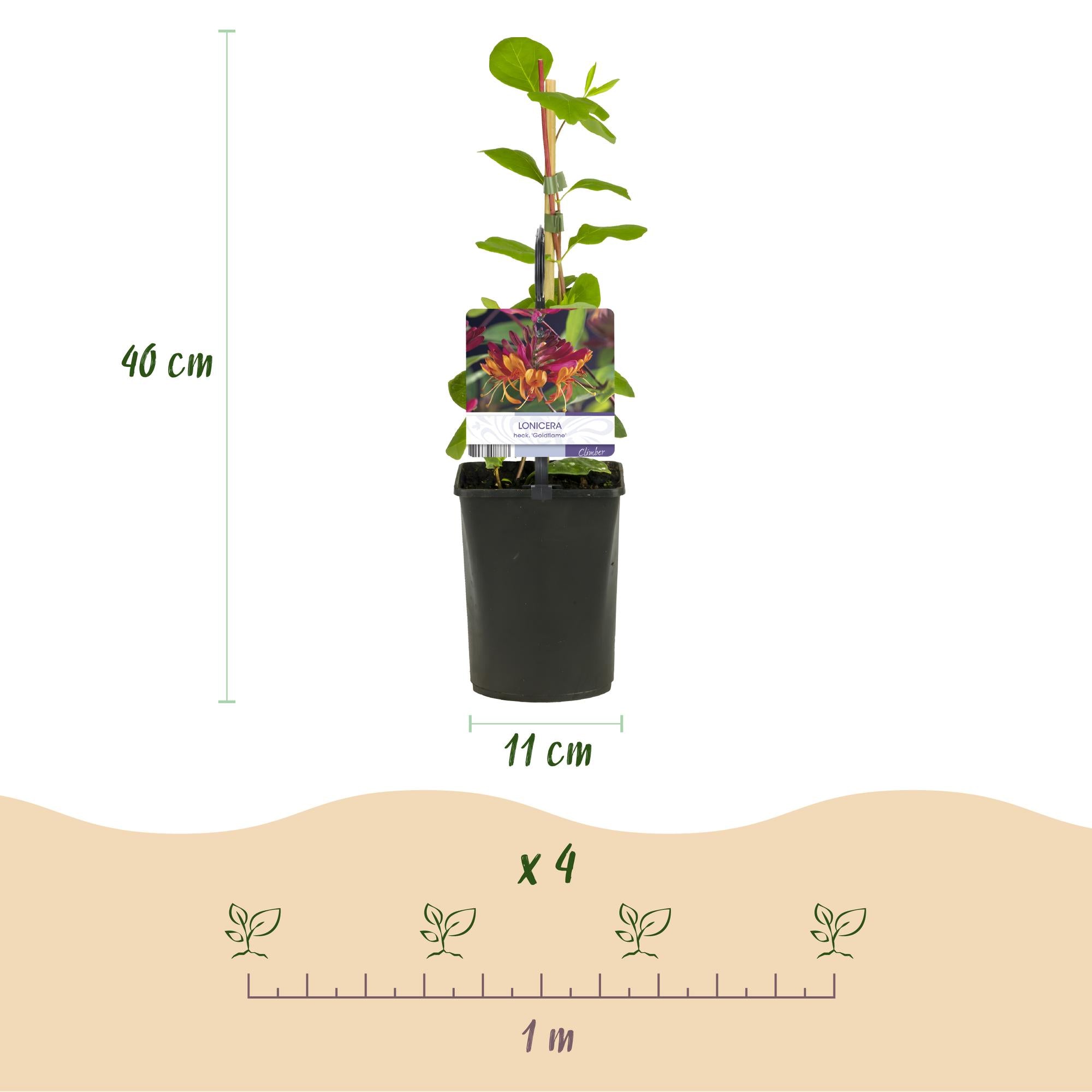 Kamperfoelie - Lonicera heckrottii Goldflame -Bbloem Roze met Geel  - Weinig onderhoud - 2 planten - Pot 11cm Hoogte 40cm