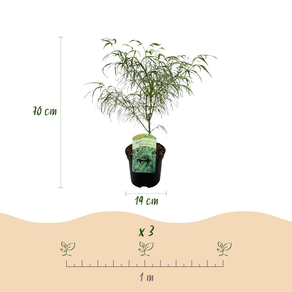 Terrasplant - Japanse Esdoorn - Acer palmatum Koto-no-ito - Groen - 1 Plant - Bladverliezend - Pot 19cm Hoogte 70cm