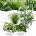 Kamerplant - Chlorophytum - Cyperus - Phlebodium - Marantha - Mix van 4 - Huisdiervriendelijke Planten - Groen - 4 Planten - met Potter Wit - Pot 12cm - Hoogte 25cm