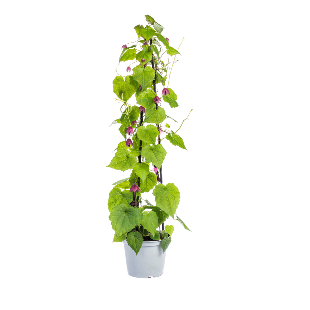 4x Mix Set uit Kletterpflanten: Rhodochiton, Cobea, Lathyrus & Ipomoea Ø13 cm - ↕60 cm
