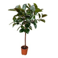 Ficus Elastica Robusta stam - 120 cm - Ø24cm