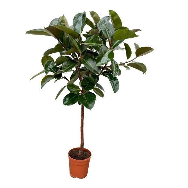 Ficus Elastica Robusta stam - 120 cm - Ø24cm