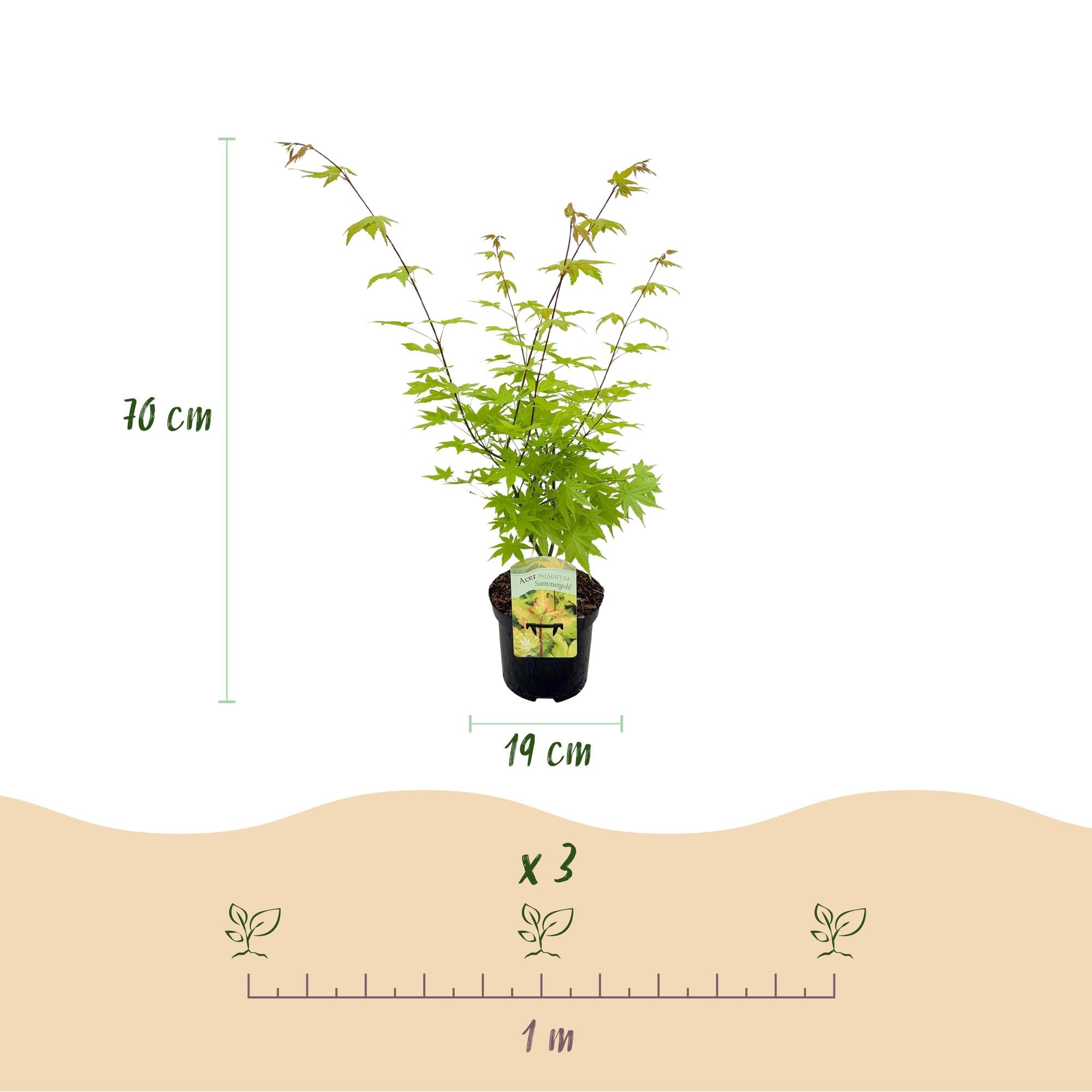 Terrasplant - Japanse Esdoorn - Acer palmatum Summergold - Geel - 1 Plant - Bladverliezend - Pot 19cm Hoogte 70cm