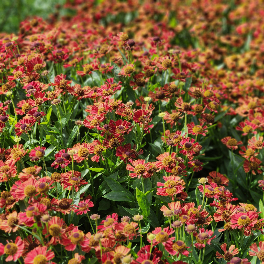 60x Helenium 'Moerheim Beauty' - ↕10-25cm - Ø9cm