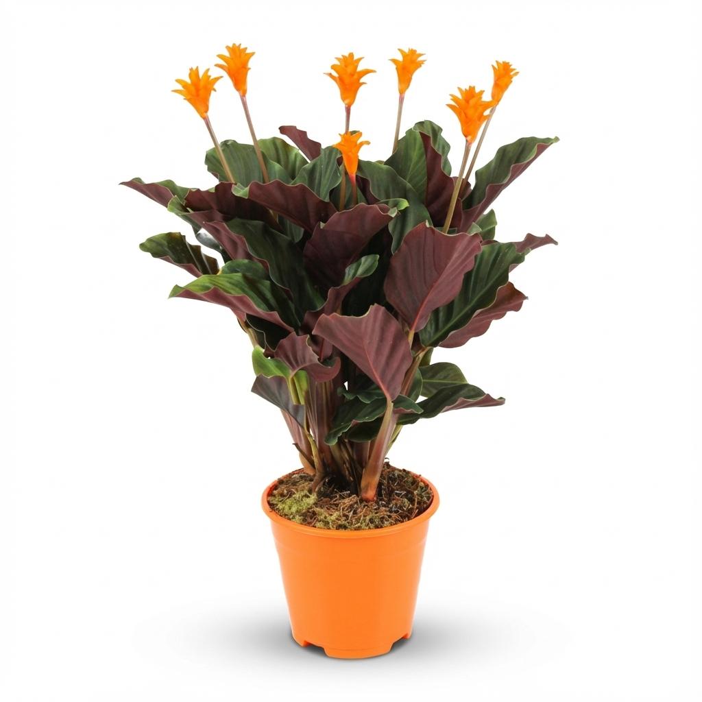Calathea Crocata - Ø 14 cm - Hoogte: 40 - 45cm