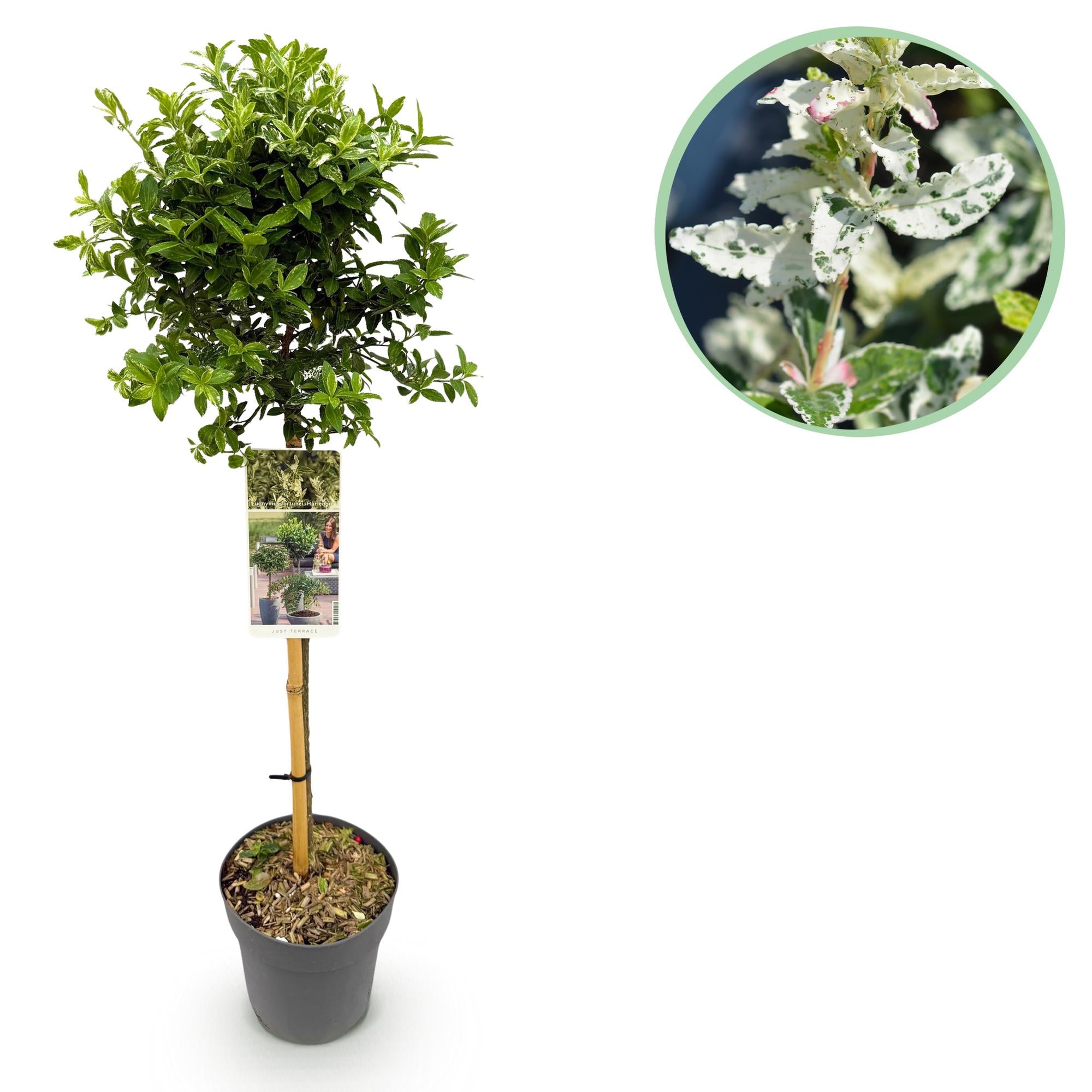 Plant op Stam - Euonymus fortunei Harlequin - Terras Plant - Bladhoudend - Winterhard - Groen-Wit Blad - Pot 19cm Hoogte 90cm