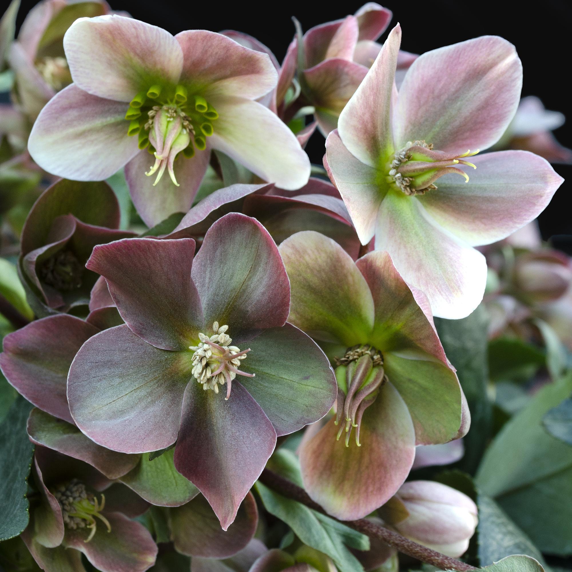 Tuinplant - Lenten Rose -  Helleborus Angels Glow - Roze Bloem - Groenblijvend - Pot 19cm Hoogte 50cm
