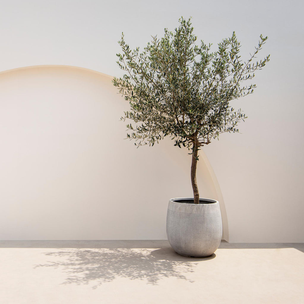 Plant op Stam - Olea Europaea - Terras Plant - Bladhoudend - Winterhard - Olijfgroen Blad - Pot 19cm Hoogte 90cm