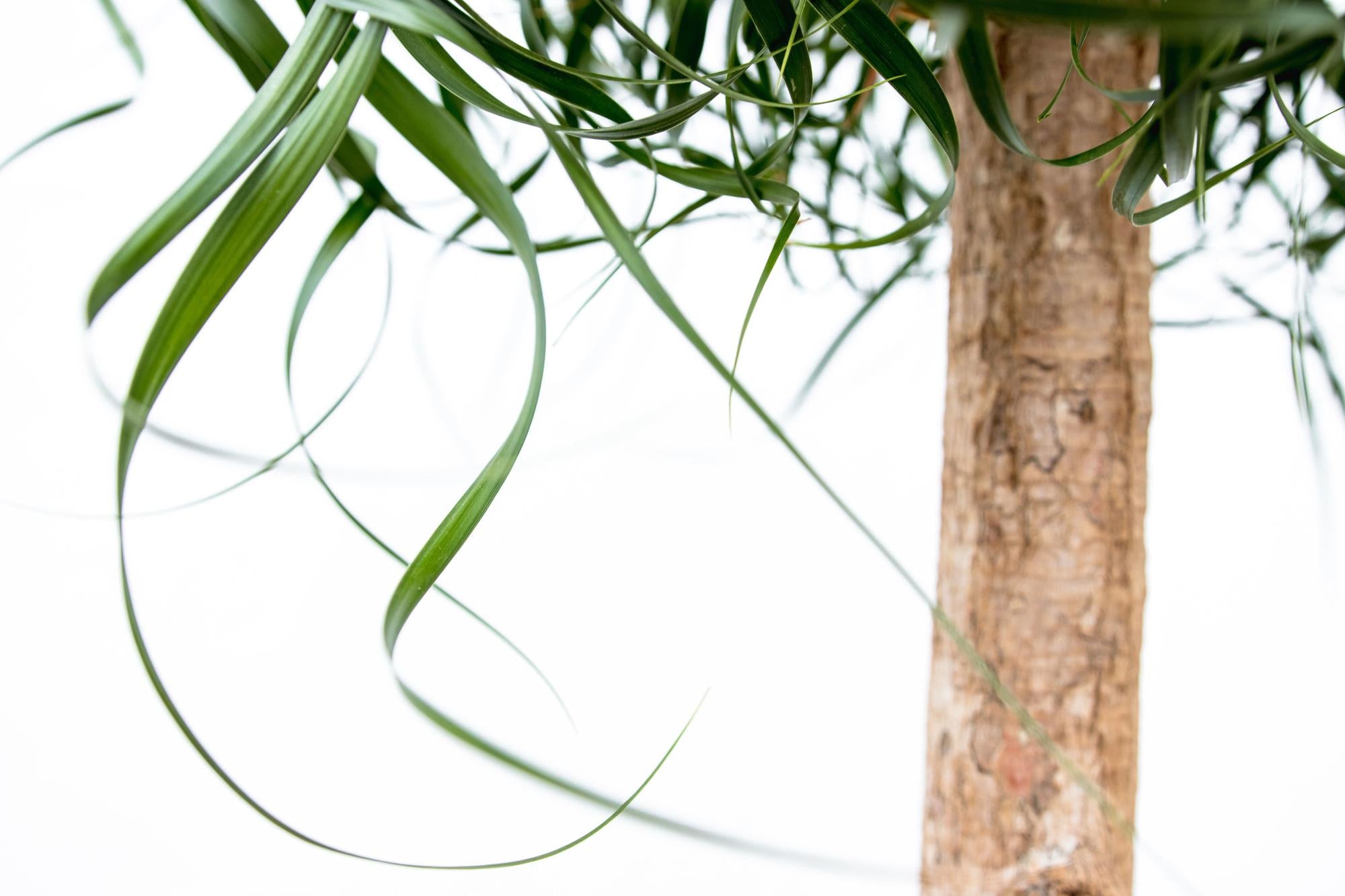 Beaucarnea XXL - 180cm - 180cm